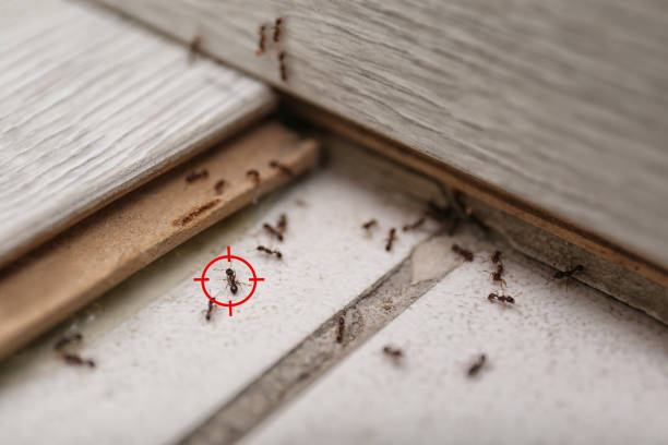 Best Flea Control Services  in Clarion, PA