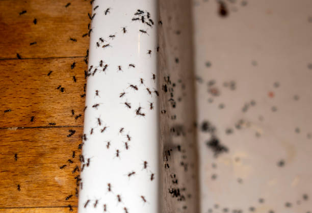 Best Cockroach Control Services  in Clarion, PA