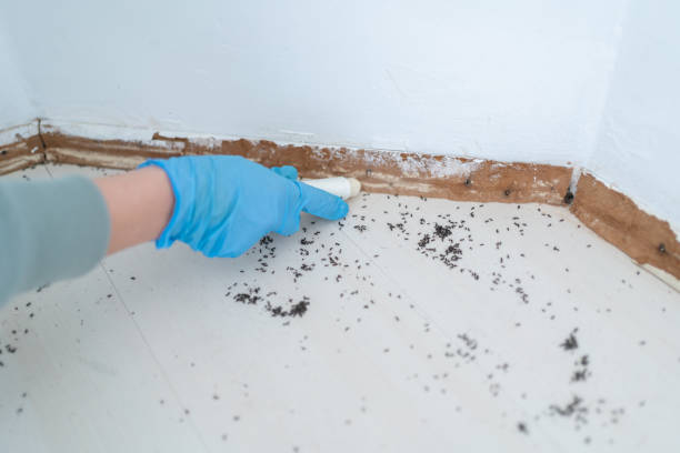 Flea Control Services in Clarion, PA